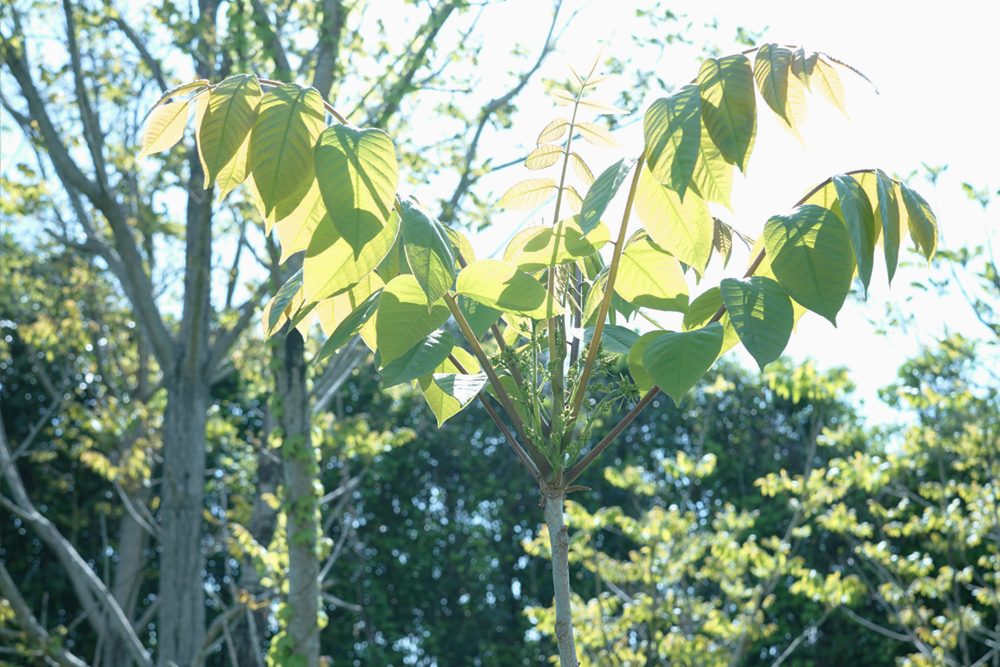 漆植栽体験
